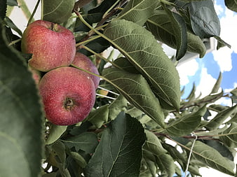 Ripe Red Apples Hanging on Tree Branch with Green Leaves