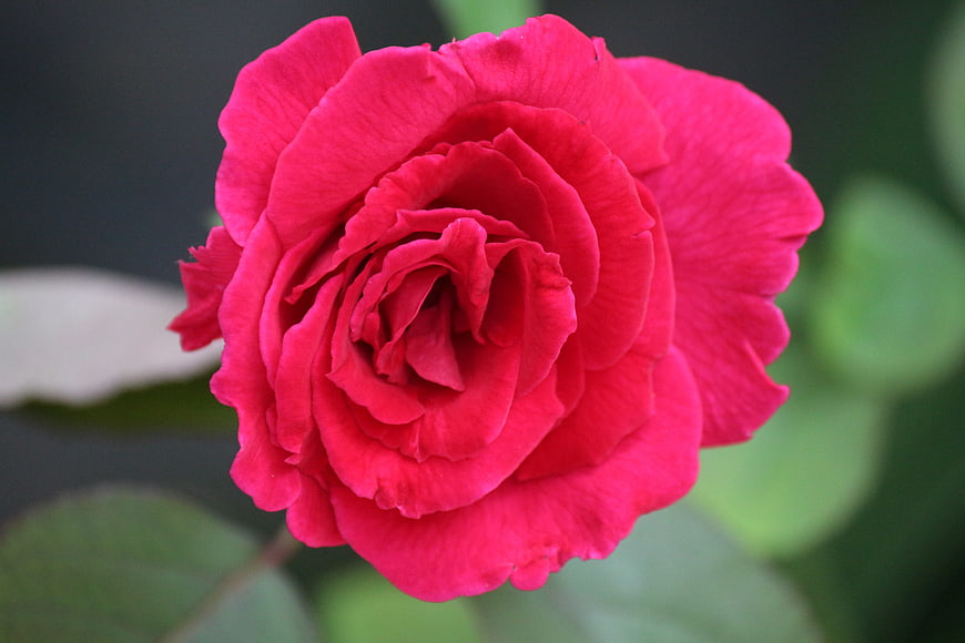 Vibrant Red Rose Close-Up with Blurred Green Background