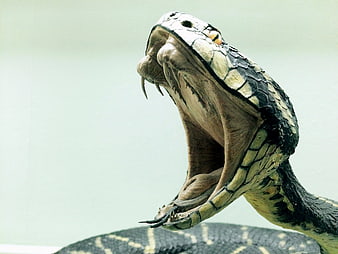 Close-up of a King Cobra with Open Mouth and Fangs