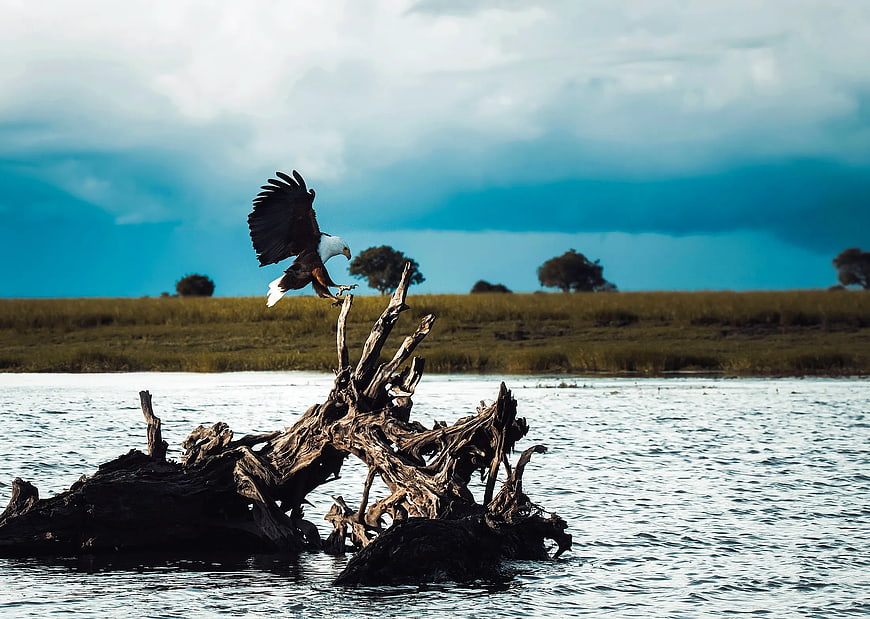African Fish Eagle Landing on Driftwood in Water