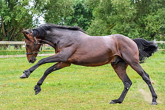 Dark bay horse galloping in a green grassy paddock