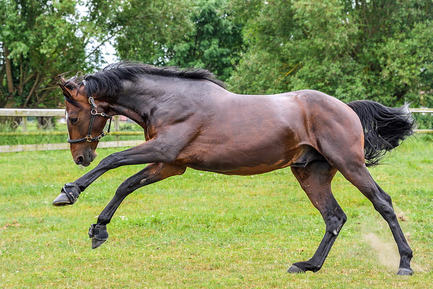Dark bay horse galloping in a green grassy paddock