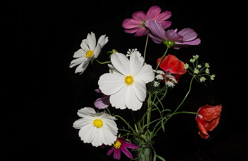 Colorful Wildflower Bouquet on Black Background