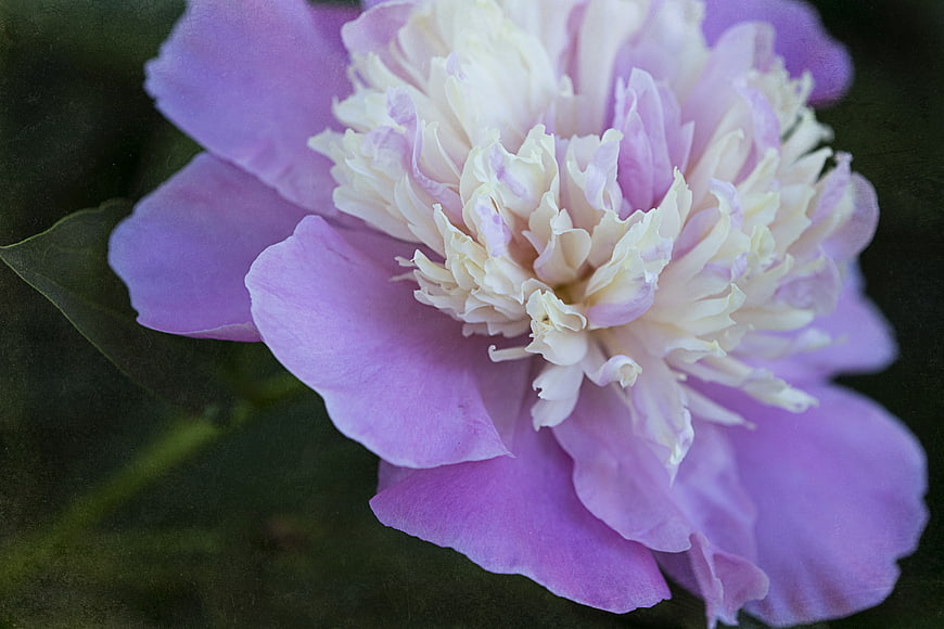 Close-up of a pink and white peony flower bloom