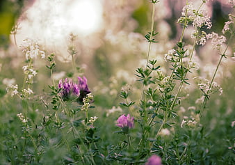 Soft focus purple clover and white flowers in a sunny meadow