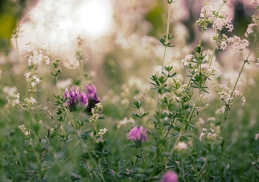 Soft focus purple clover and white flowers in a sunny meadow