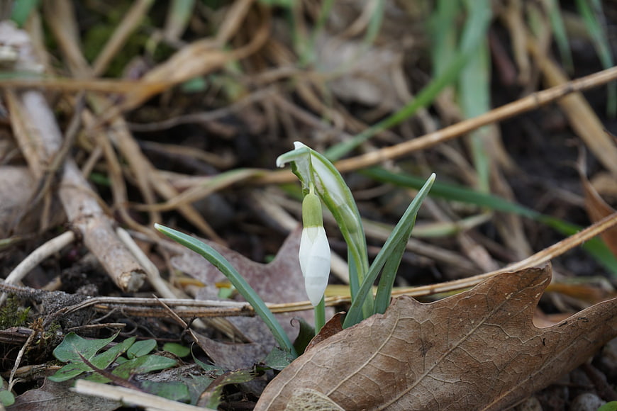Single white snowdrop flower emerging from brown forest floor
