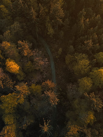 Aerial View of Winding Forest Path in Autumn