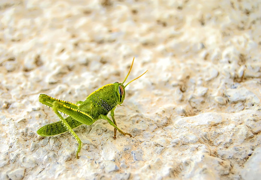 Close-up of a vibrant green grasshopper on textured stone