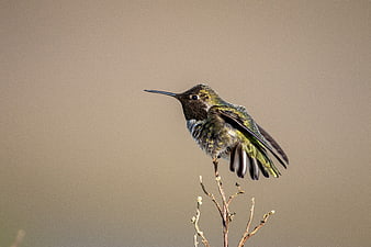 Hummingbird Perched on Branch with Copyspace