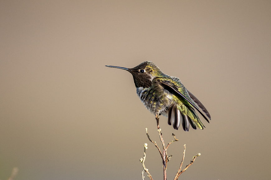 Hummingbird Perched on Branch with Copyspace