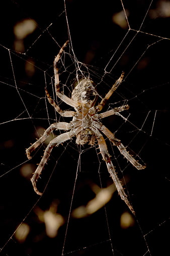 Close-up of a large spider in its web at night