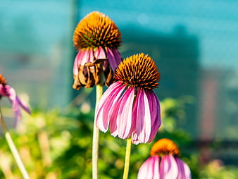 Pink Coneflowers with Orange Centers in Garden