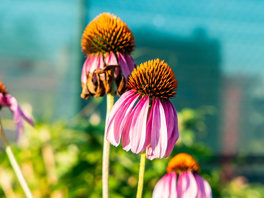 Pink Coneflowers with Orange Centers in Garden