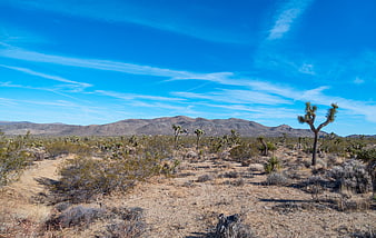 Joshua Tree Desert Landscape with Blue Sky and Mountains