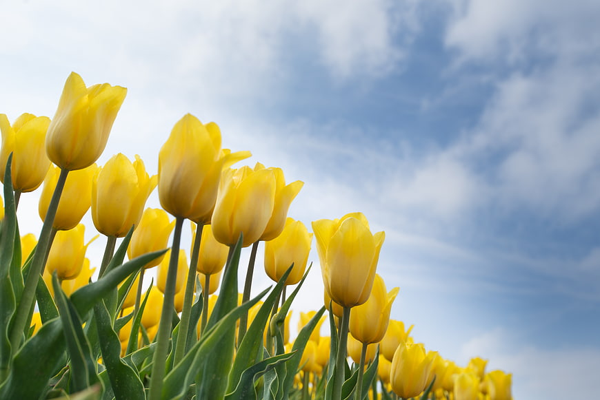 Yellow tulips blooming in a field against a blue sky