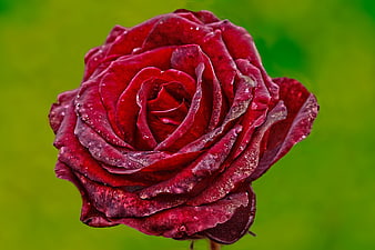 Close-up of a deep red rose with water droplets on green background