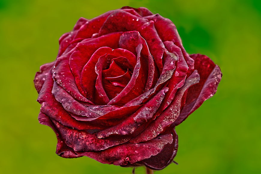 Close-up of a deep red rose with water droplets on green background