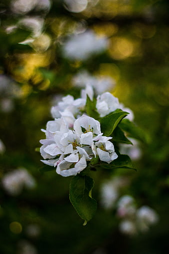 White Apple Blossoms on a Branch with Green Leaves