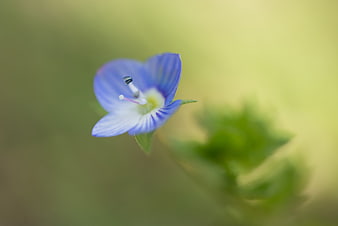 Close-up of a delicate blue flower with green blurred background