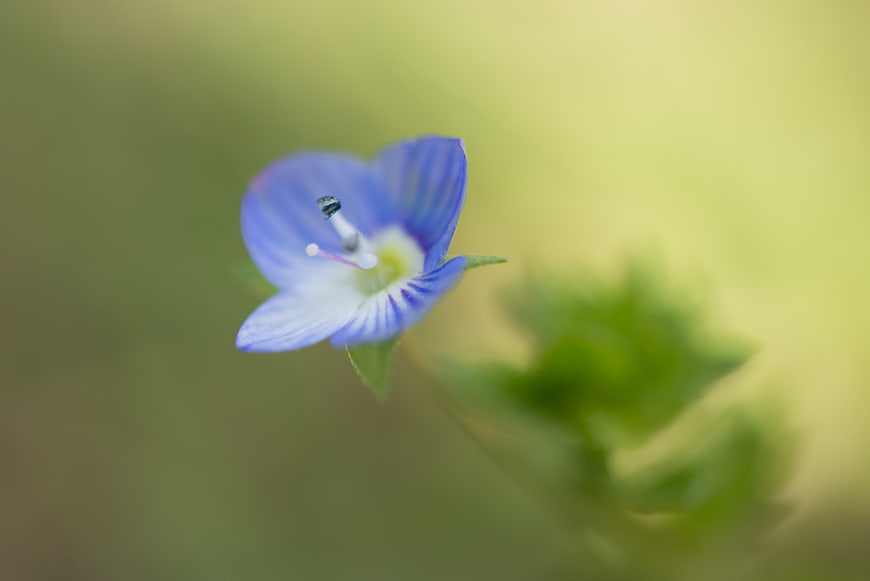 Close-up of a delicate blue flower with green blurred background