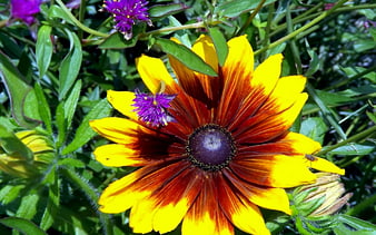 Vibrant Yellow and Red Gazania Flower in Garden
