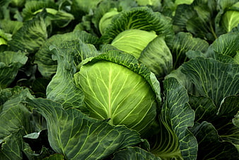 Fresh Green Cabbage Heads Growing In Agricultural Field