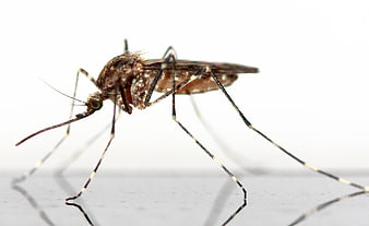 Close-up Macro of Aedes Mosquito on White Background