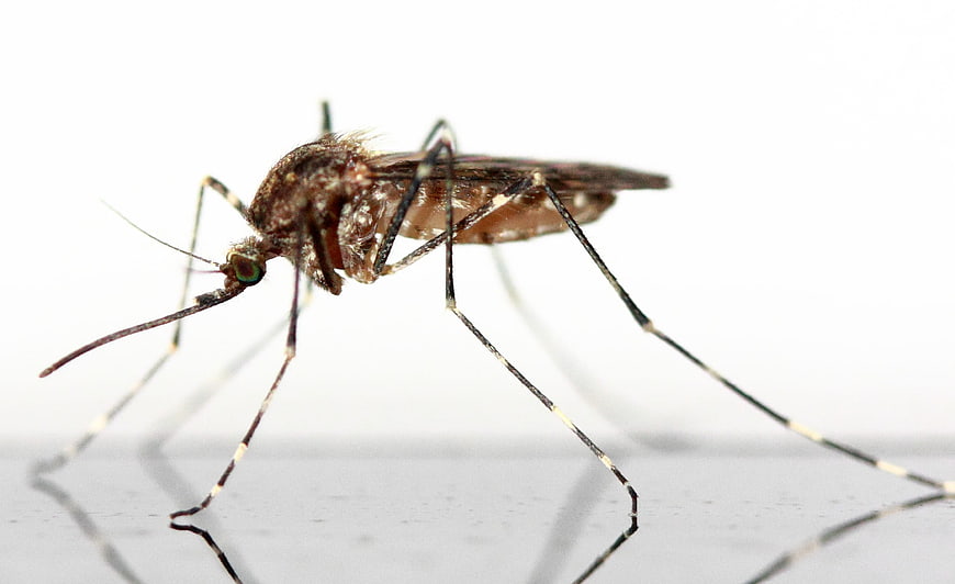Close-up Macro of Aedes Mosquito on White Background