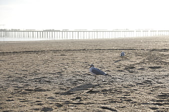 Seagull on Sandy Beach with Distant Pier
