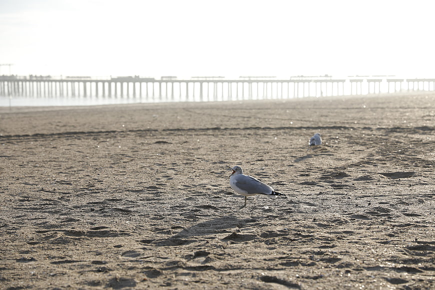 Seagull on Sandy Beach with Distant Pier
