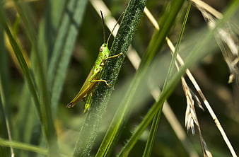 Green Grasshopper on a Blade of Grass in Sunlight