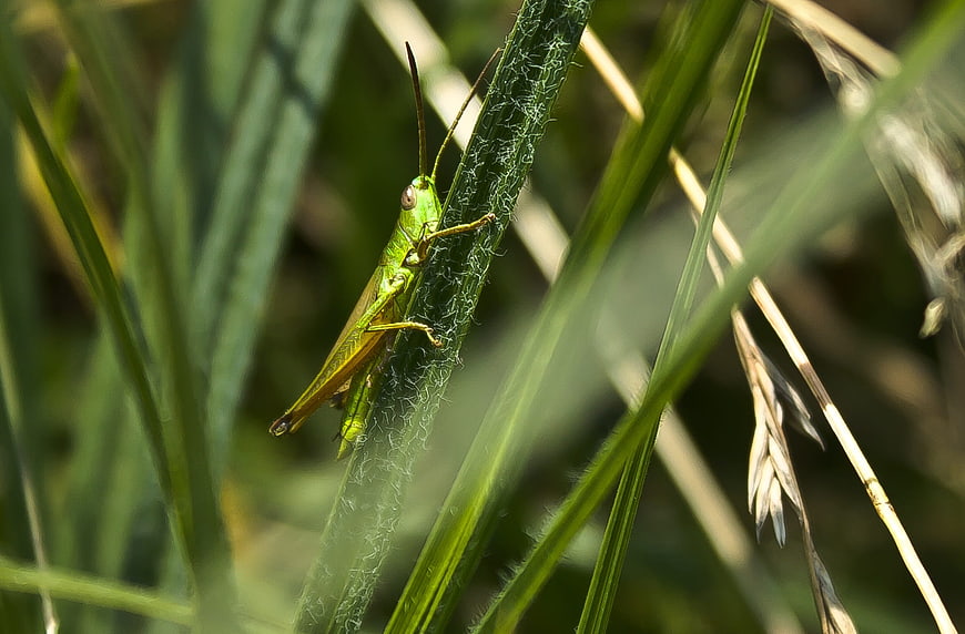 Green Grasshopper on a Blade of Grass in Sunlight