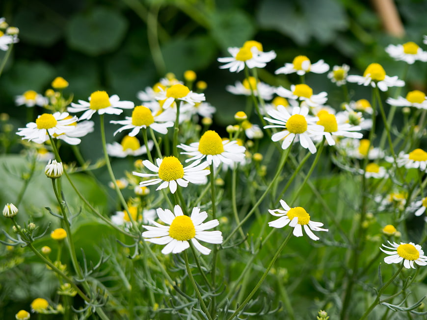 Close-up of white and yellow chamomile flowers in a garden