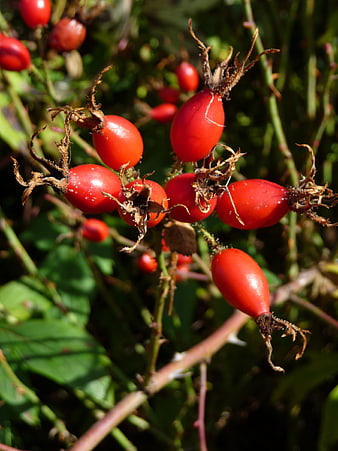 Close-up of bright red rosehips on a branch in autumn sunlight