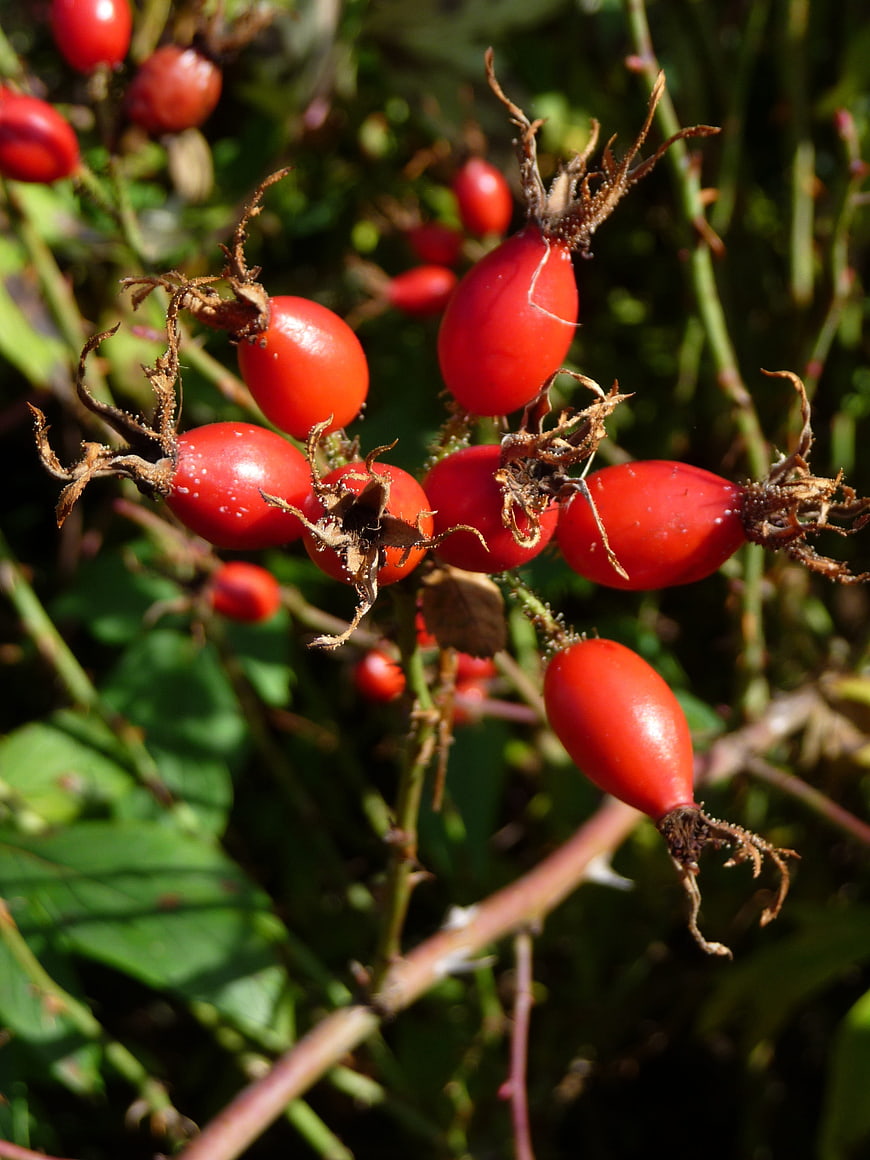 Close-up of bright red rosehips on a branch in autumn sunlight