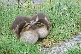 Two cute ducklings cuddling together in green grass