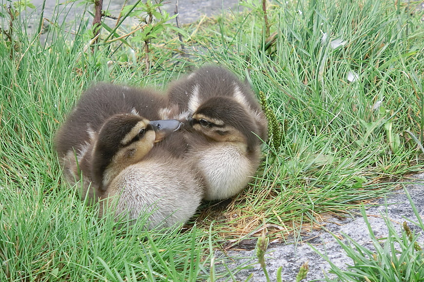 Two cute ducklings cuddling together in green grass
