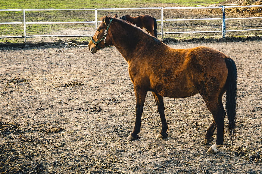 Brown Horse Standing in Sandy Paddock with White Fence