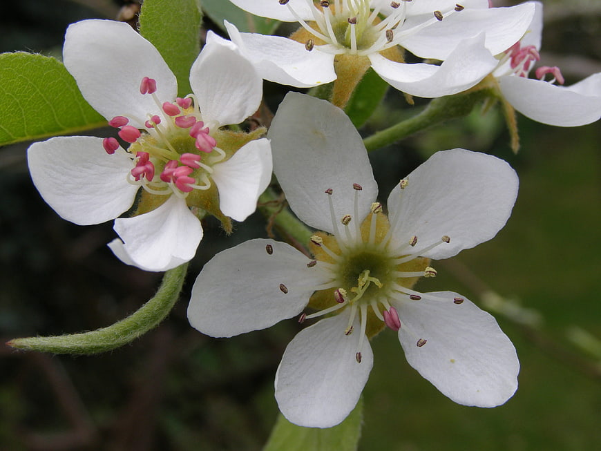 Close-up of white apple blossoms with pink stamens