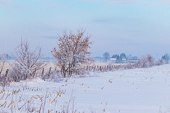 Serene Winter Landscape with Snowy Field and Frosty Trees