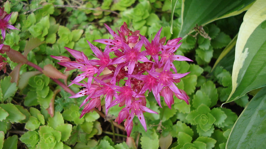 Vibrant Pink Sedum Flower Cluster in Green Garden