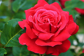 Vibrant Red Rose with Water Droplets on Green Leaves