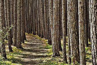 Forest Path Winding Through Tall Pine Trees