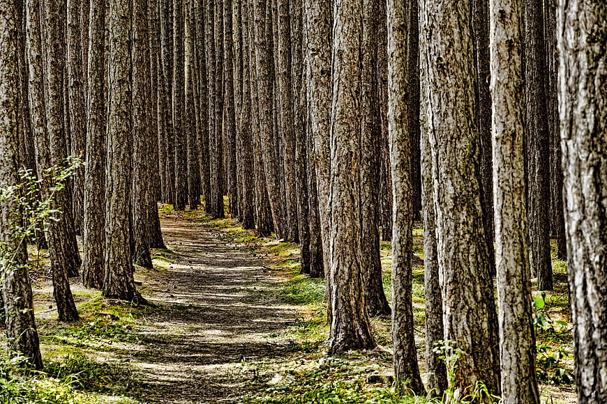 Forest Path Winding Through Tall Pine Trees