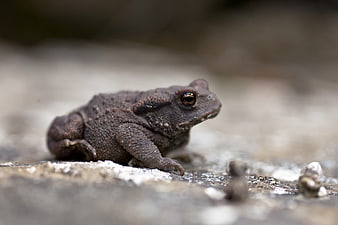 Close-up of a brown toad on a textured rock surface