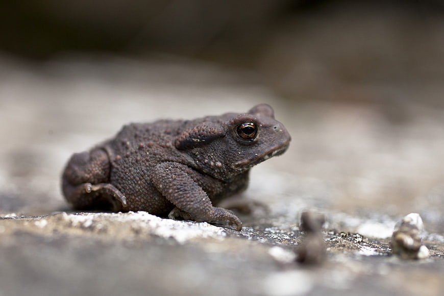 Close-up of a brown toad on a textured rock surface