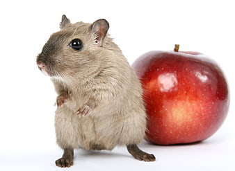 Cute Rodent Standing Next To Red Apple On White Background