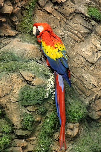 Scarlet Macaw Perched On Mossy Rock Wall