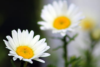 Close-up of white daisy with yellow center and blurred background